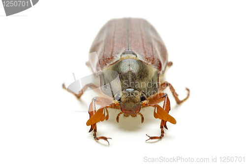 Image of May-bug (tree beetle, Melontha Vulgaris)