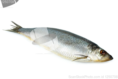 Image of Salted herring