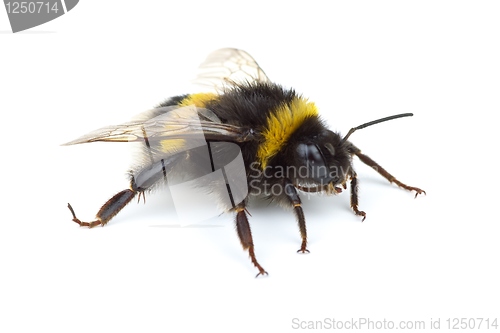 Image of Crawling bumblebee