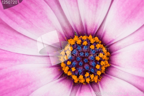 Image of Pink arctotis flower close-up