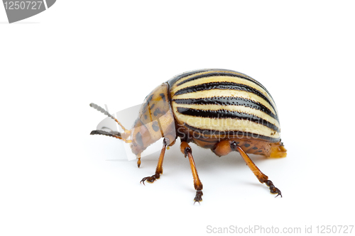 Image of Colorado potato beetle close-up