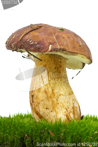 Image of Boletus growning on the moss