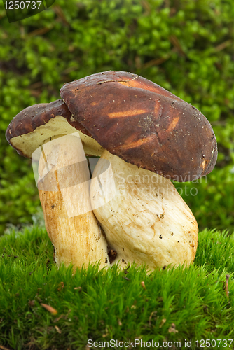 Image of Boletus badius (Xerocomus badius) mushroom