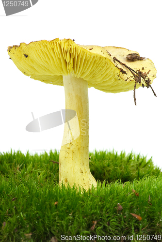 Image of Starry agaric (Tricholoma flavovirens) growning on the moss