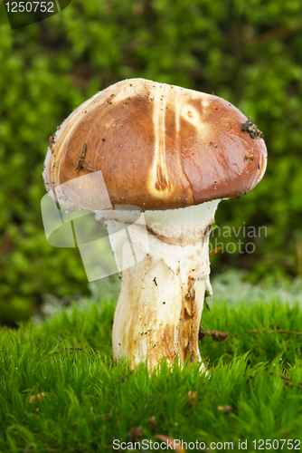 Image of Yellow boletus mushroom