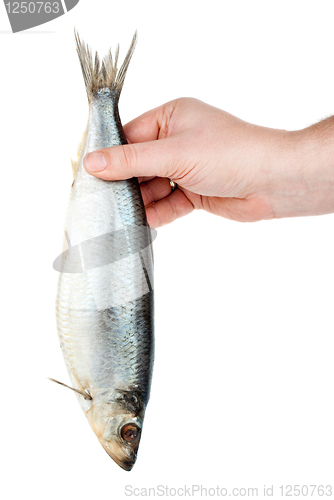 Image of Hand holding salted herring