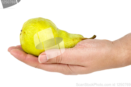 Image of Green pear lie in palm
