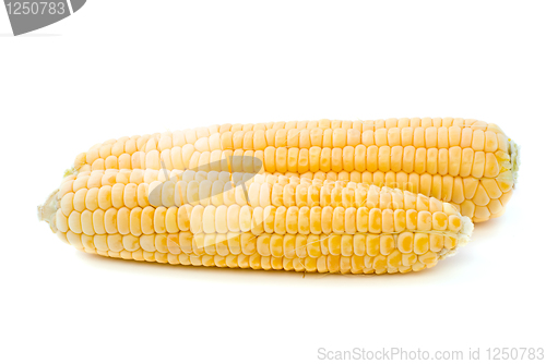 Image of Two ripe yellow corn ears