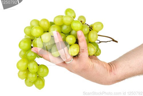 Image of Hand holding green grapes. Isolated on the white background