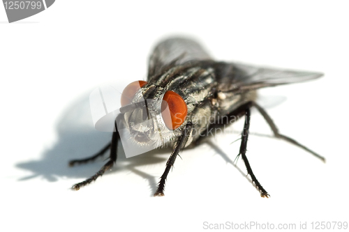 Image of Big black fly with red eyes