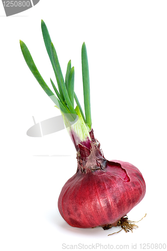 Image of Sprouted violet onion