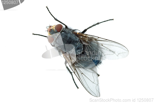 Image of Big meat fly