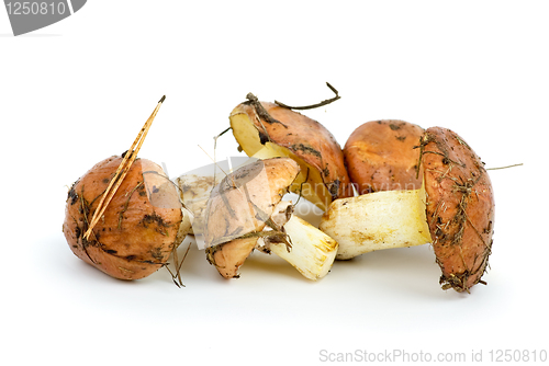 Image of Few yellow boletus