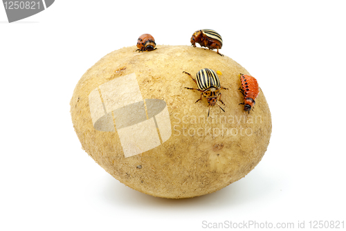 Image of Potato infested with colorado potato beetles and grubs