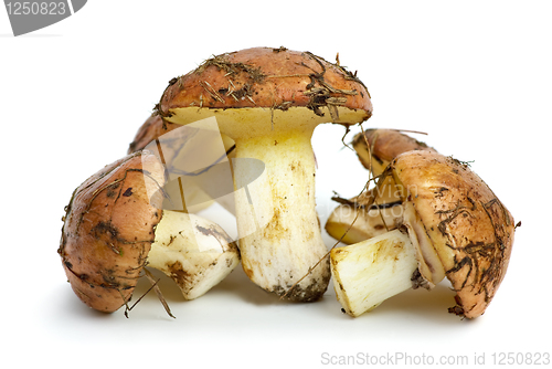 Image of Few yellow boletus