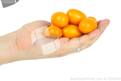 Image of Hand holding few kumquat fruits