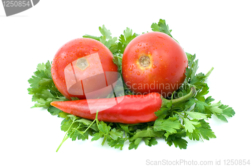 Image of Two ripe tomatoes and red hot chili pepper over some parsley