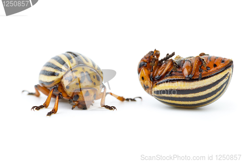 Image of Live and dead colorado potato beetles