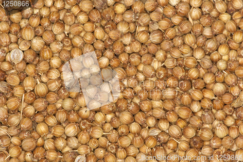 Image of Coriander seeds spice background