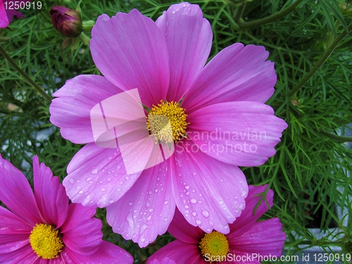 Image of Pink garden cosmos