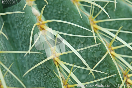 Image of abstract cactus plant 