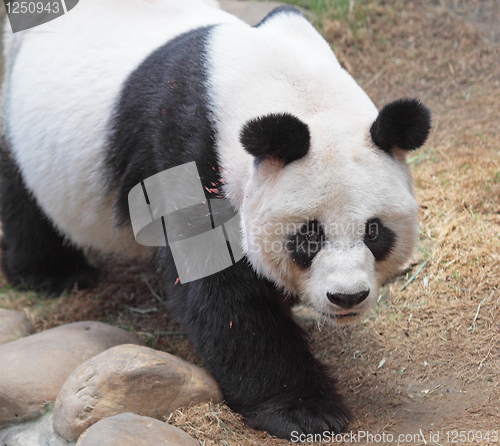 Image of Giant panda bear walking 