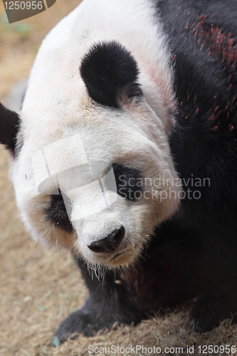 Image of Giant panda bear walking 