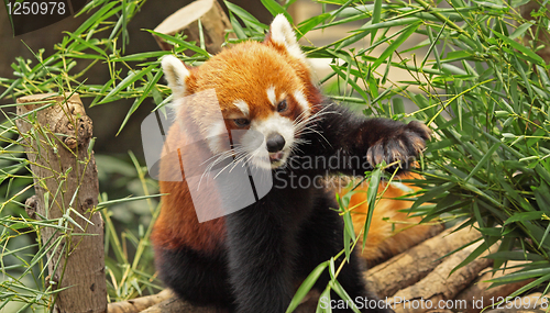 Image of Red Panda