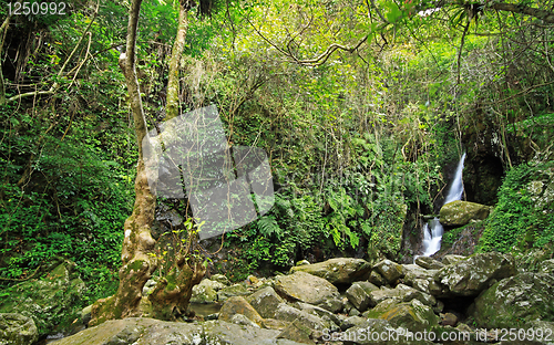 Image of Hidden rain forest waterfall with lush foliage and mossy rocks 