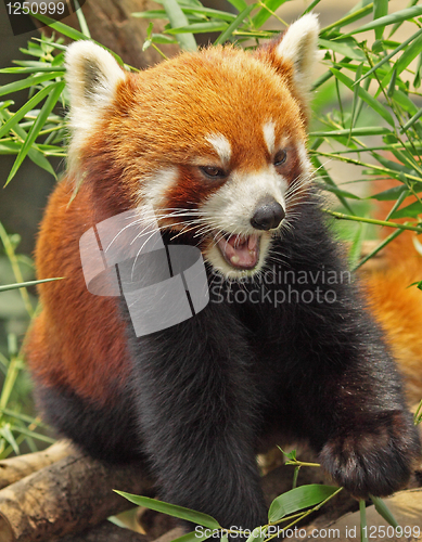 Image of Red Panda