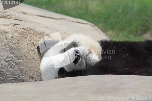 Image of Sleeping Panda 