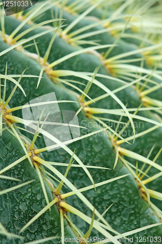 Image of abstract cactus plant 