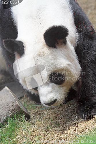 Image of Giant panda bear walking 