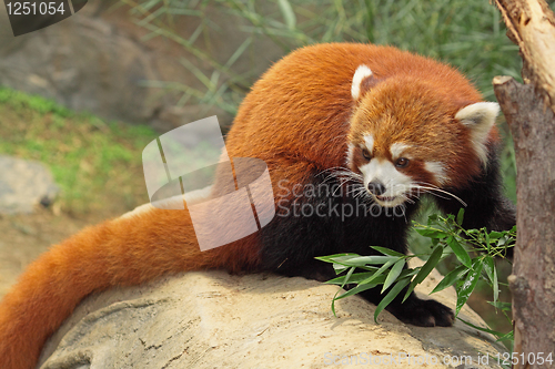 Image of Red Panda