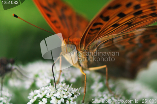 Image of Heliconiinae (longwings)