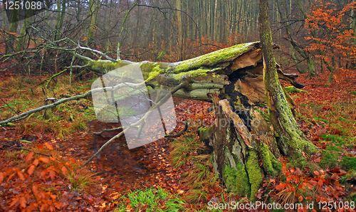 Image of Fallen tree in autumn