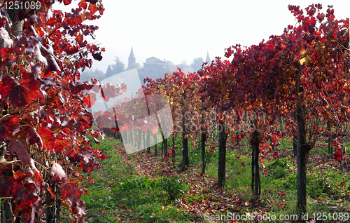 Image of Vine yard