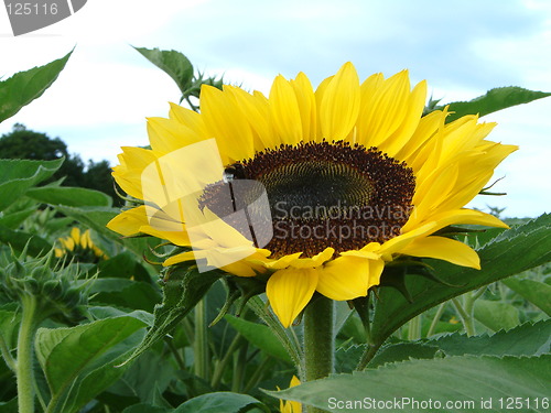 Image of Sunflower