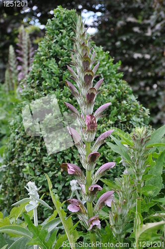 Image of Flowers