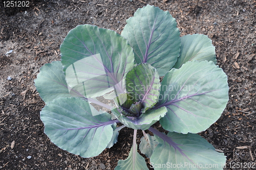 Image of Edible Plant
