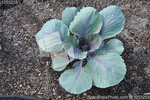 Image of Edible Plant
