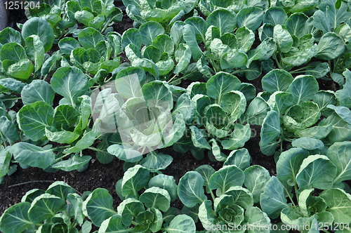 Image of Edible Plants