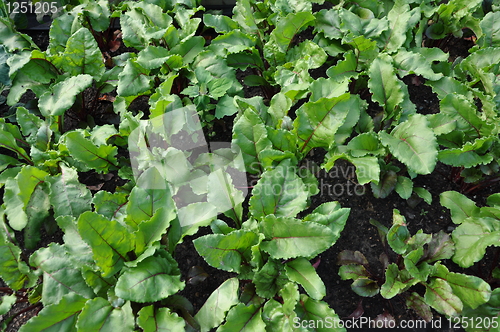 Image of Edible Plants