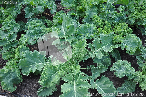 Image of Edible Plants