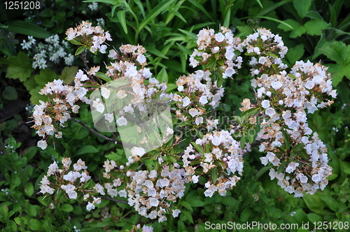 Image of Flowers