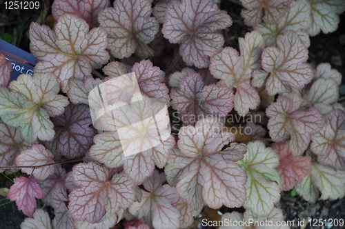 Image of Leaves