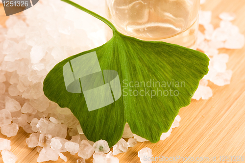 Image of fresh leaves ginko biloba essential oil and sea salt - beauty tr