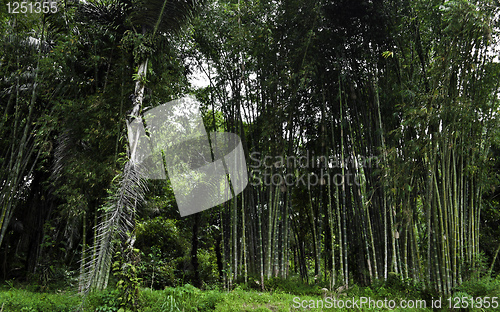 Image of Bamboo forest