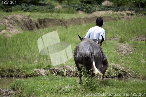 Image of Farmer with buffalo in rice field