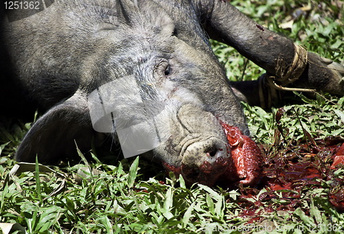 Image of Toraja animal sacrifice